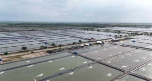 Mega Proyek Tambak di Pantura, Revitalisasi atau Ekstensifikasi Untuk Kepentingan Siapa?
