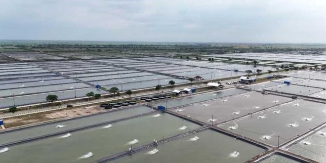 Mega Proyek Tambak di Pantura, Revitalisasi atau Ekstensifikasi Untuk Kepentingan Siapa?